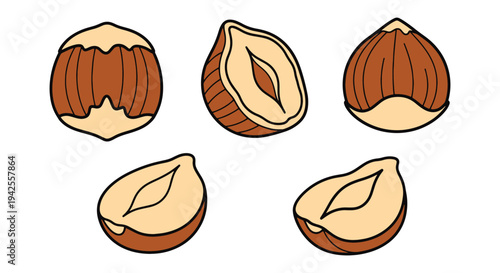 Hazelnut Pieces Line art dynamic abstract vibrant color vector