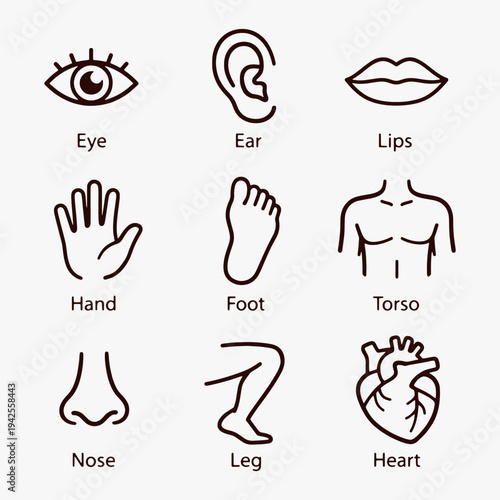 A set of human body parts icons focuses on simplicity, elegance, and ease of recognition. Vector Sign for Logos, Labels, and Icons
