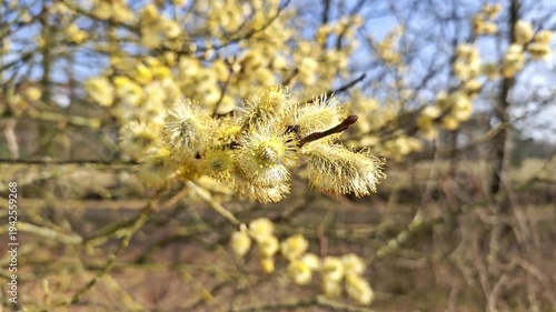 Close-up of blooming willow catkins, pussy willows, catkins, in March. A sign of the beginning of spring. Sunny winter day, early spring, spring feeling, beautiful weather. Willow pollen, start of all