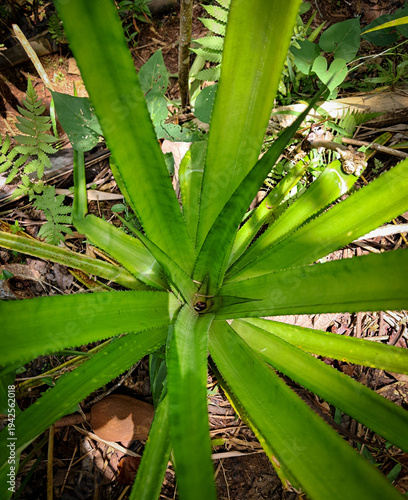 Top View of Young Pineapple Plant Growing in Tropical Garden