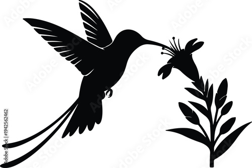 Silhouette Hummingbird Feeding from Flower Beautiful Nature Scene vector design
