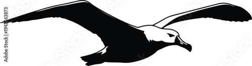 Silhouette Seagull Flying Bird Animal Wildlife vector design