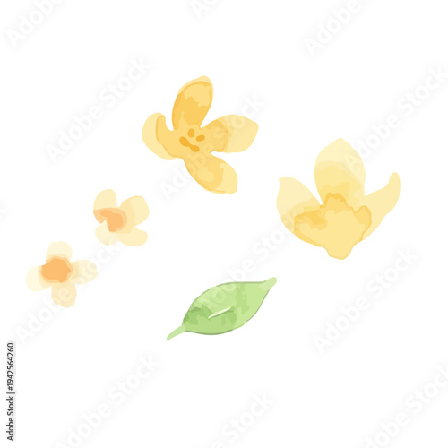 Hand drawn watercolor fragrant orange osmanthus illustration, autumn flower, kimmokusei／金木犀