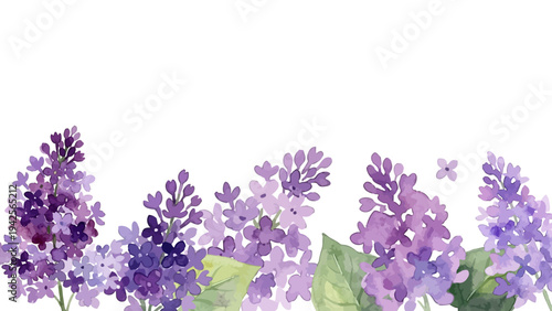 Hand drawn watercolor lilac flower illustration, elegant spring blossom, purple syringa／ライラック