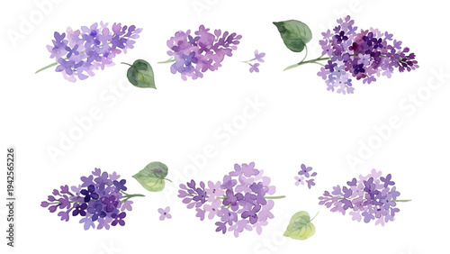 Hand drawn watercolor lilac flower illustration, elegant spring blossom, purple syringa／ライラック
