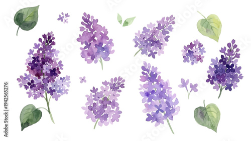 Hand drawn watercolor lilac flower illustration, elegant spring blossom, purple syringa／ライラック