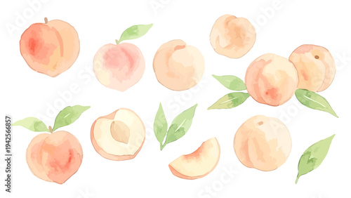Hand drawn watercolor white peach illustration, fresh ripe fruit with soft pink texture／白桃