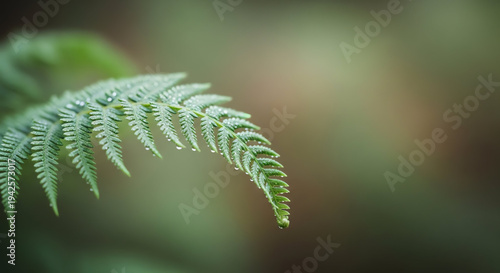 Close-up of Fern Leaf with Detailed Fronds and Natural Background.