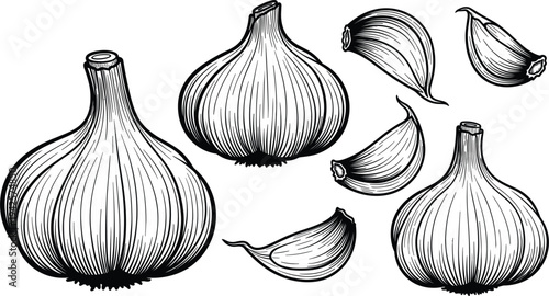 Garlic Bulbs and Cloves Illustration, Hand-Drawn Organic Food Design"