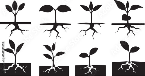 Plant Growth Stages Silhouette Vector Illustration Set