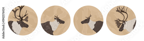 Vector set of reindeer heads in circles. Northern caribou wild animal portraits. Round icons with deer for outdoor adventure logo, social media highlights, nature design
