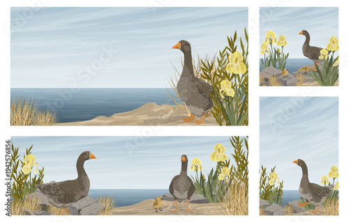 Set of vector landscapes with grey geese, goslings and yellow irises by the sea. Rural nature backgrounds with farm birds, water and rocks. Horizontal and vertical templates for design
