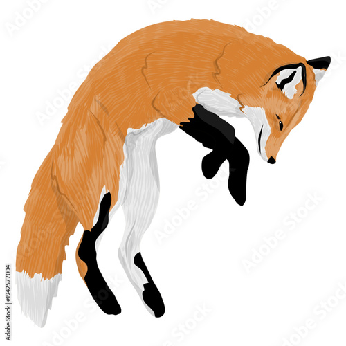 Vector red fox jumping or pouncing isolated on white. Wild forest animal in dynamic pose. Hunter fox side view for nature, wildlife and education design