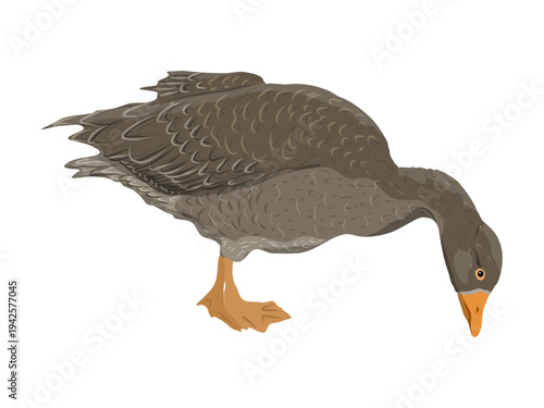 Vector illustration of grey farm goose eating or grazing isolated on white. Hand drawn domestic bird in profile. Editable countryside poultry element for agricultural and nature design