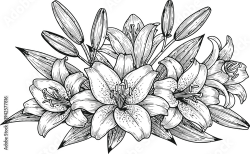 Lily Flower Arrangement Vector Drawing Botanical Illustration