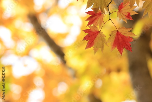 赤と黄色の紅葉