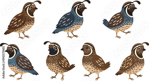 Set of cute cartoon quail characters in various standing and walking poses featuring detailed brown and blue plumage.
