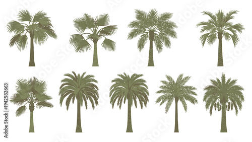 Illustration of multiple palm trees with varying leaf shapes and sizes on a white background in a graphic style.
