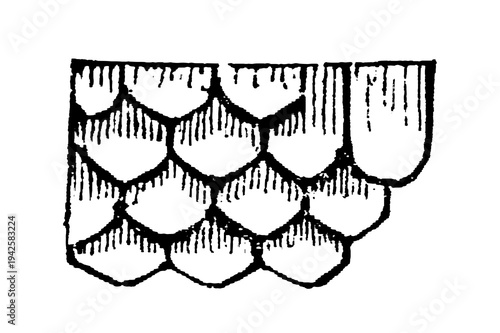 Fotografía Imbricated roof shingle pattern, vintage illustration showing layered overlapping shapes with texture and intricate shading, old vintage illustration, 1897