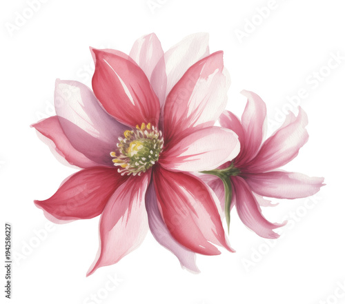 Pink flowers, Watercolor illustration, Floral art, Botanical drawing, Spring bloom