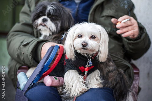 Two small dogs sit on their owner’s lap
