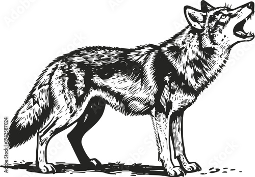 Howling wolf illustration in black and white wild animal standing with open mouth drawing