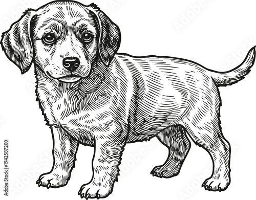 Detailed black and white illustration of a small puppy dog standing, hand drawn sketch