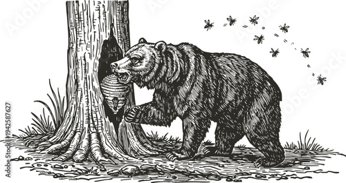 Bear gathering honey from a beehive on a tree, detailed vintage wildlife engraving illustration
