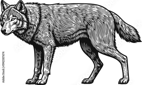 Wolf standing side view detailed vector illustration with fur texture and sharp eyes