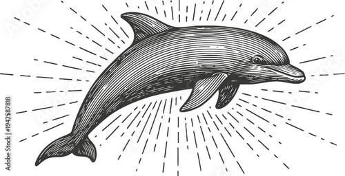 detailed vintage dolphin illustration with decorative sunburst background design