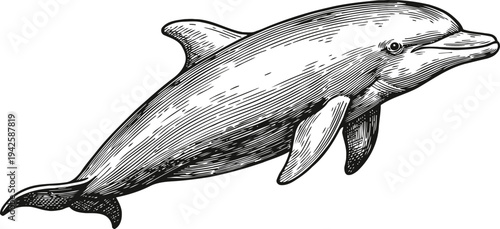 Detailed vintage dolphin illustration marine animal swimming underwater, ocean wildlife sketch in black and white engraving