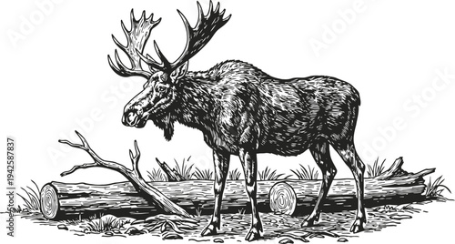 Illustration of a majestic moose standing near fallen logs in a natural forest setting