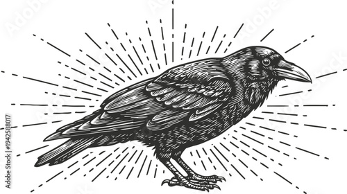 Black raven bird illustration with sunburst rays in vintage engraving