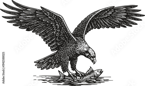 Eagle catching fish in water with spread wings detailed black and white wildlife illustration