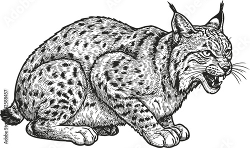 Fierce wild lynx crouching and growling detailed black and white animal illustration of wildcat