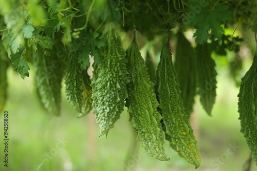 Φωτογραφία Fresh green bitter gourds hanging from a vine in a home garden, showing healthy organic vegetable cultivation