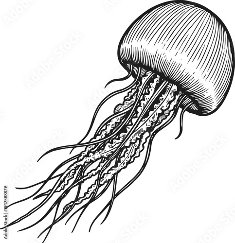 Detailed black and white jellyfish illustration with long flowing tentacles and textured bell