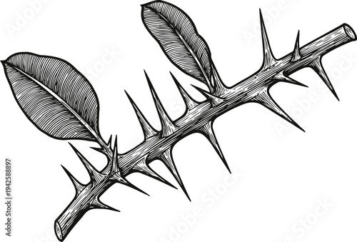 Black and white thorny branch with detailed leaves hand drawn natural botanical illustration of sharp spines