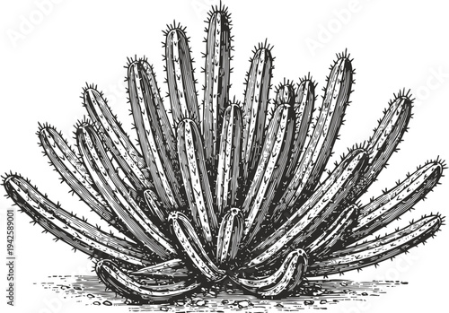 Black and white cactus illustration detailed hand drawn desert plant with long, spiky stems and thorns