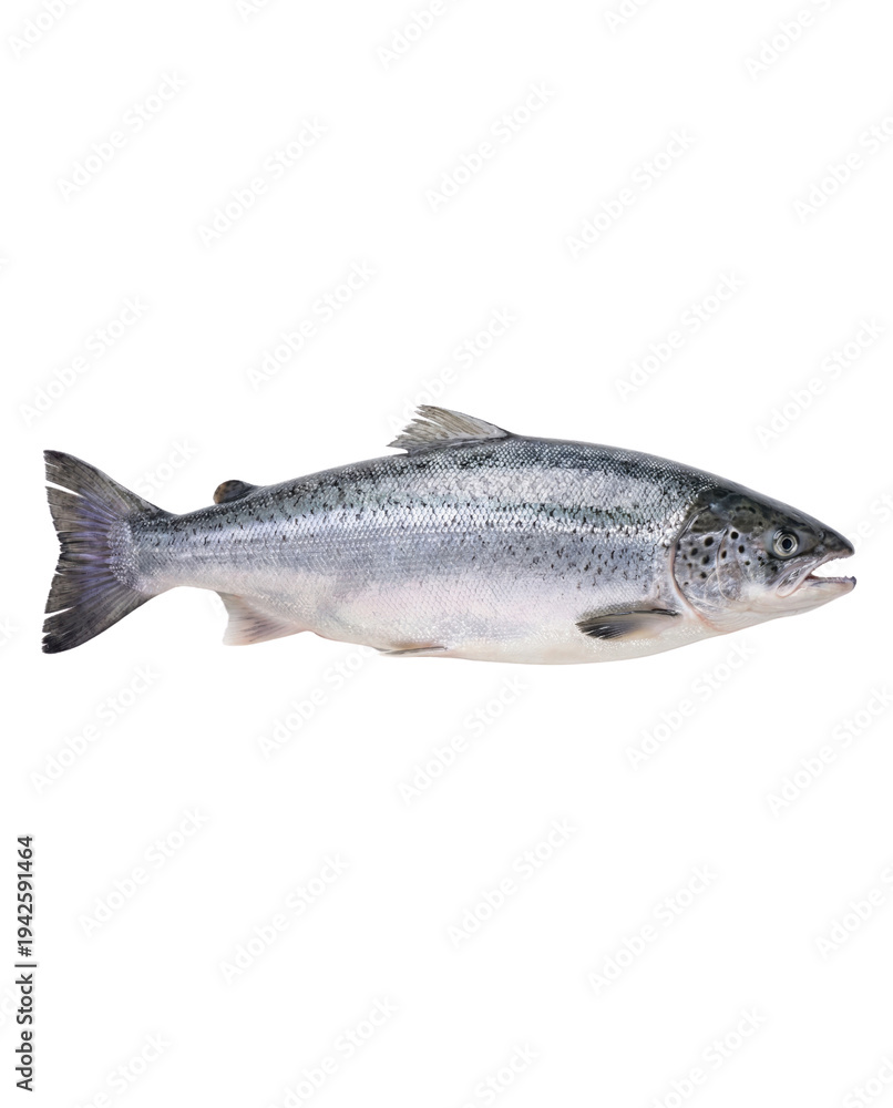 Obraz premium Fresh whole Atlantic salmon fish with silver scales and dark spots, ready for cooking or display in a seafood market isolated PNG with Transparent Background