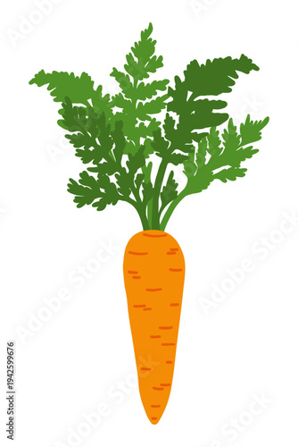 Vector illustration. Isolated carrot with leaves on white background. 