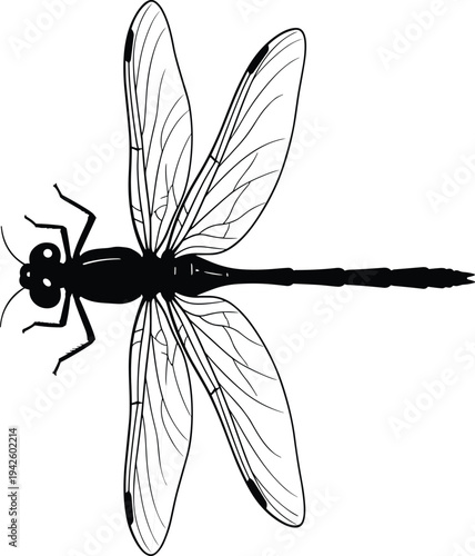 Dragonfly silhouette vector illustration with detailed wings, flying insect icon for nature design, wildlife symbol, entomology graphic isolated on white background