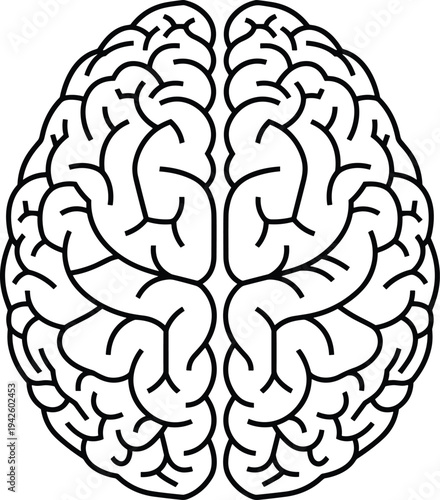 Human brain anatomy line art illustration, detailed cerebral hemisphere outline vector for neuroscience education, medical diagram, psychology concept, isolated black and white brain graphic