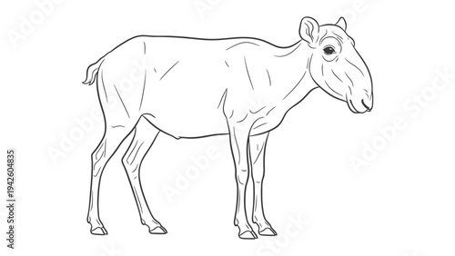 Saiga Antelope Sketch: A detailed line drawing of a unique saiga antelope, capturing its distinctive elongated nose and elegant form.