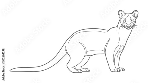 Detailed fossa outline: Artistic depiction of a fossa, a unique carnivore native to Madagascar, rendered in an elegant outline against a clean backdrop.