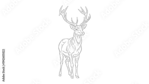 Stag Outline Drawing: An intricate black and white drawing presents a magnificent stag with a striking rack of antlers, rendered with clean lines against a stark backdrop.