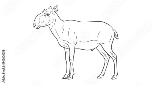 Saiga Antelope Sketch: A detailed line drawing of a Saiga antelope, highlighting its unique facial features and slender physique, presented as a clear artistic representation.