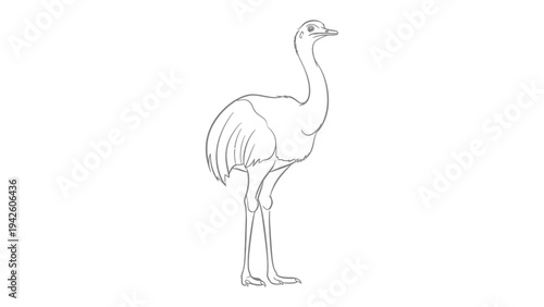 Emu Outline: A detailed line drawing of an emu.