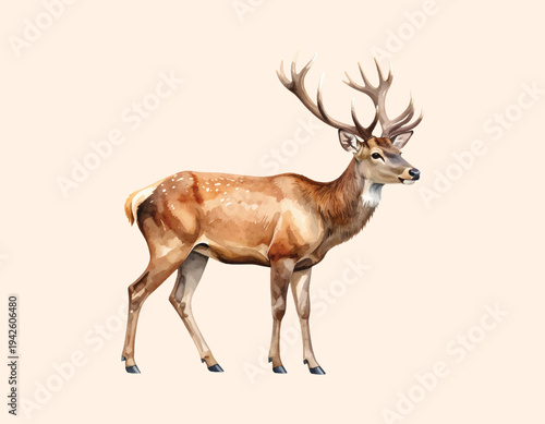 Wallpaper Mural Watercolor vector of deer, isolated on a white background Torontodigital.ca