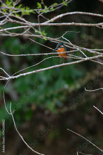Wild male Kingfisher observing prey from a small branch by the river bank in Japan.